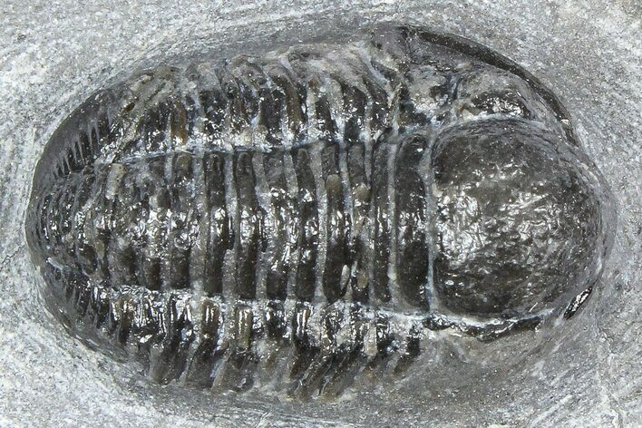 Bargain, Gerastos Trilobite Fossil - Morocco #363937